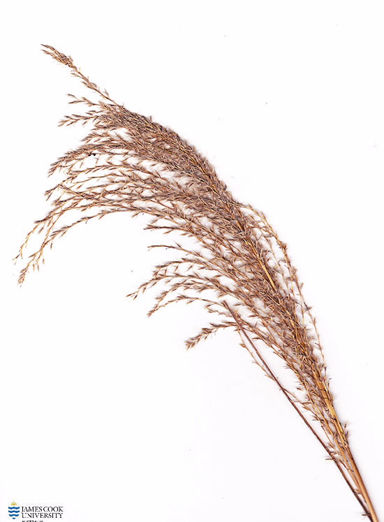 Scan of Miscanthus sinensis