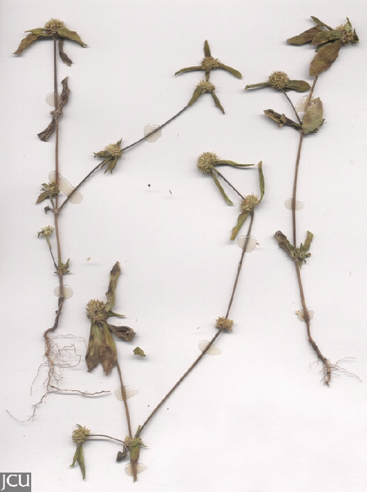 Mitracarpus hirtus