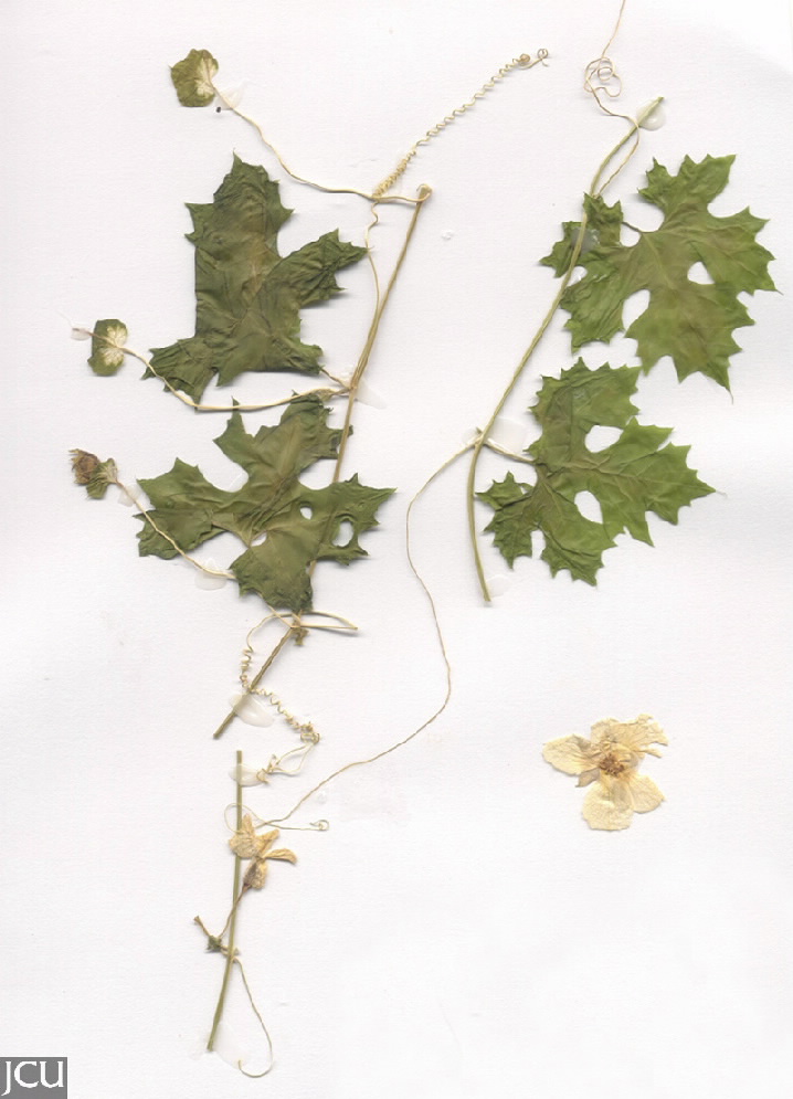 Momordica balsamina