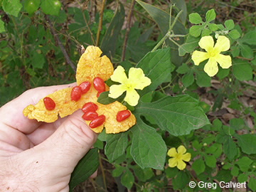 Image of Momordica charantia fruit