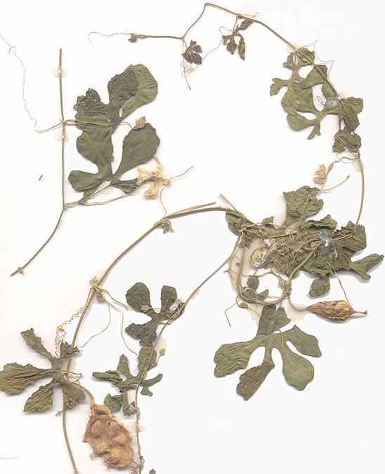 Scan of Momordica