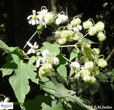 Image of Montanoa hibiscifolia