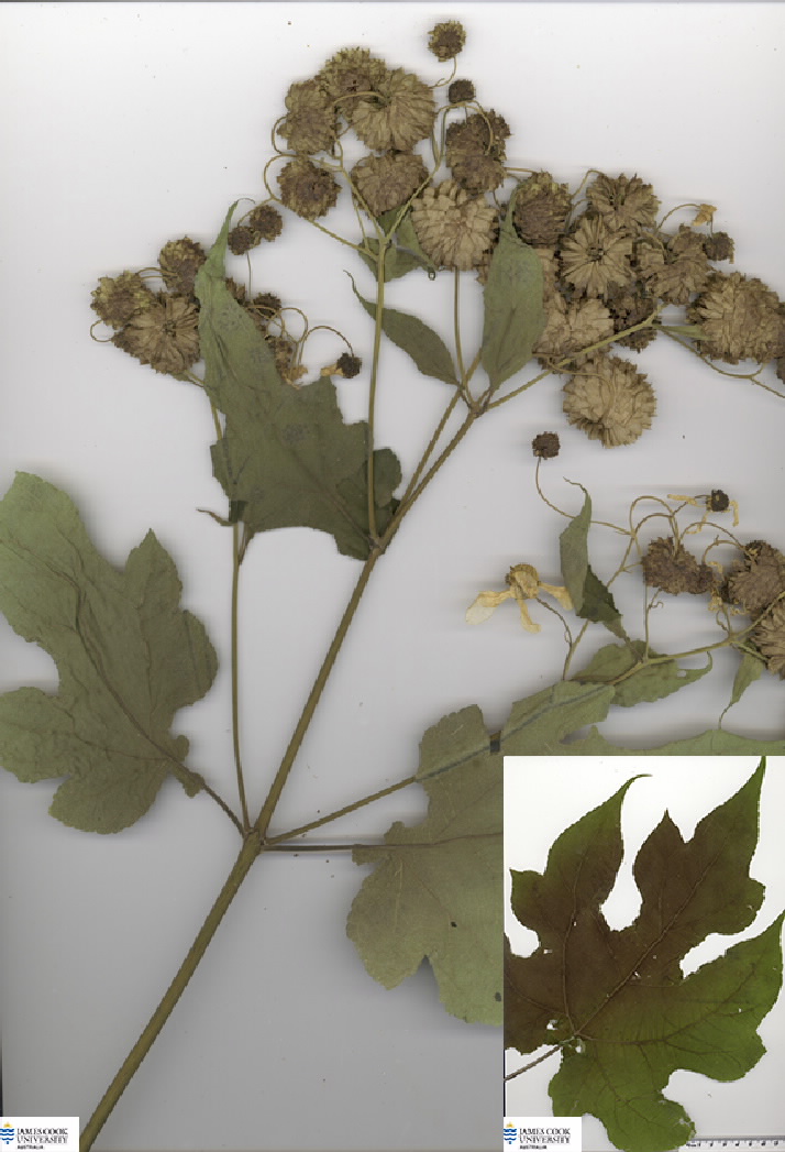 Imges of Montanoa inflorescence and leaf