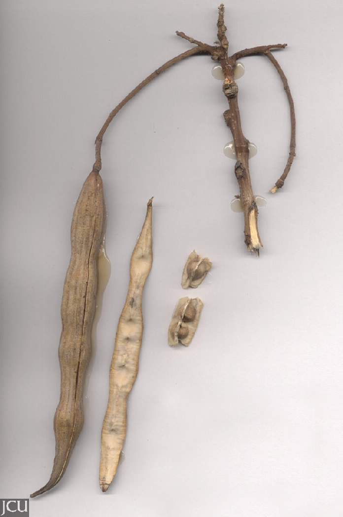 Moringa oleifera 