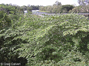 Image of Muntingia calabura