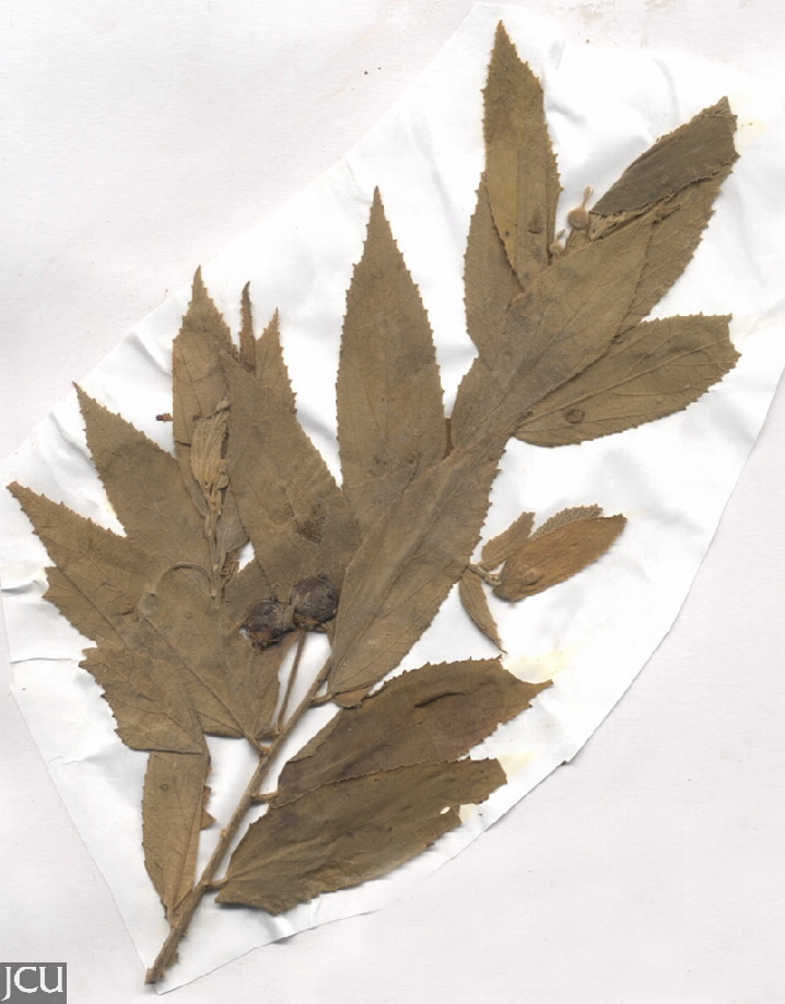 Muntingia calabura