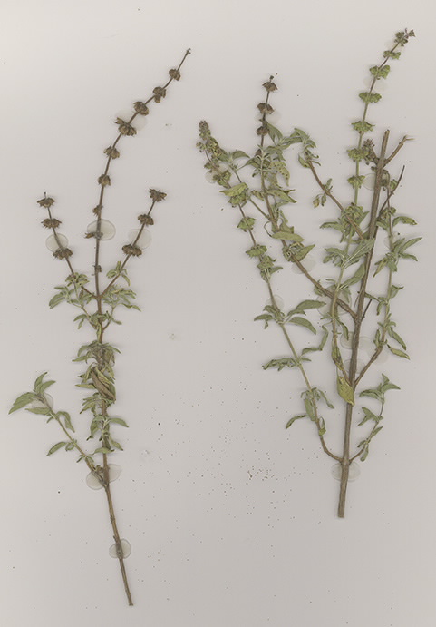 Scan of Oncimum