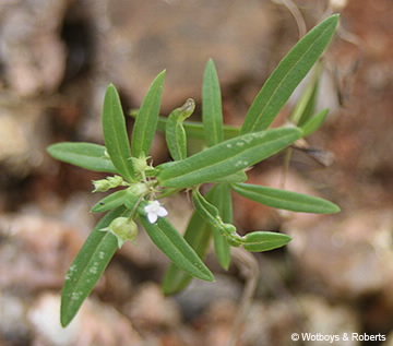 Image of Oldenlandia corymbosa