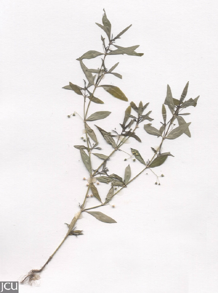 Oldenlandia corymbosa