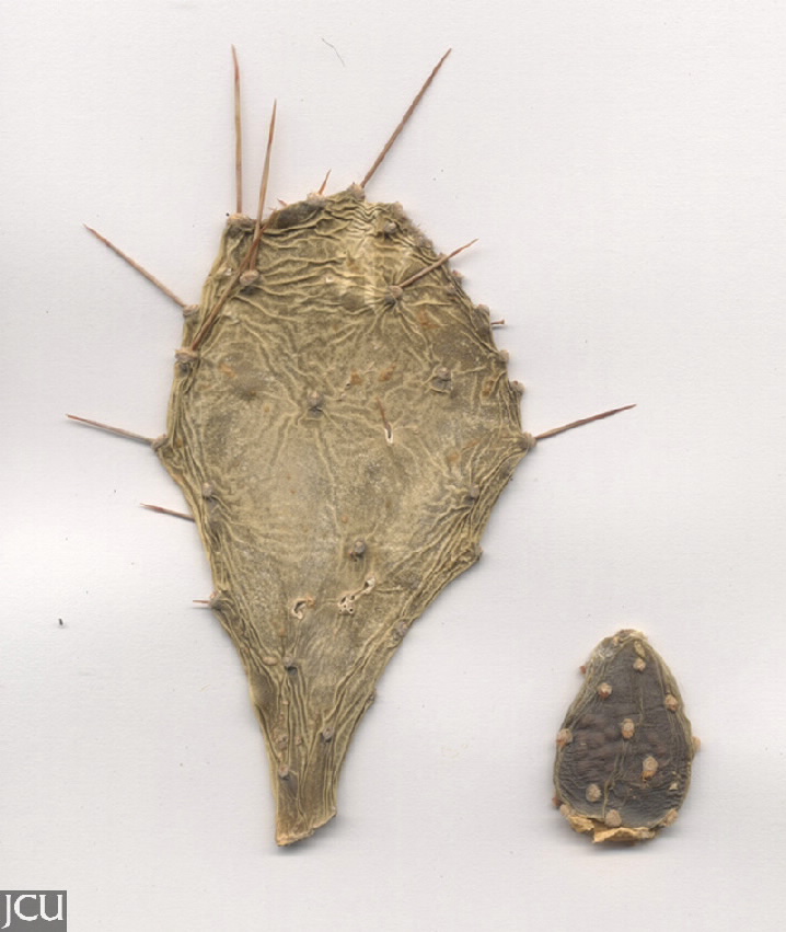 Opuntia stricta