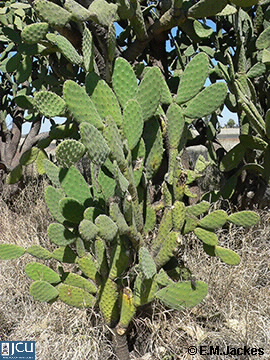 Image of Opuntia