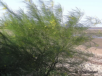 Image of Parkinsonia aculeata