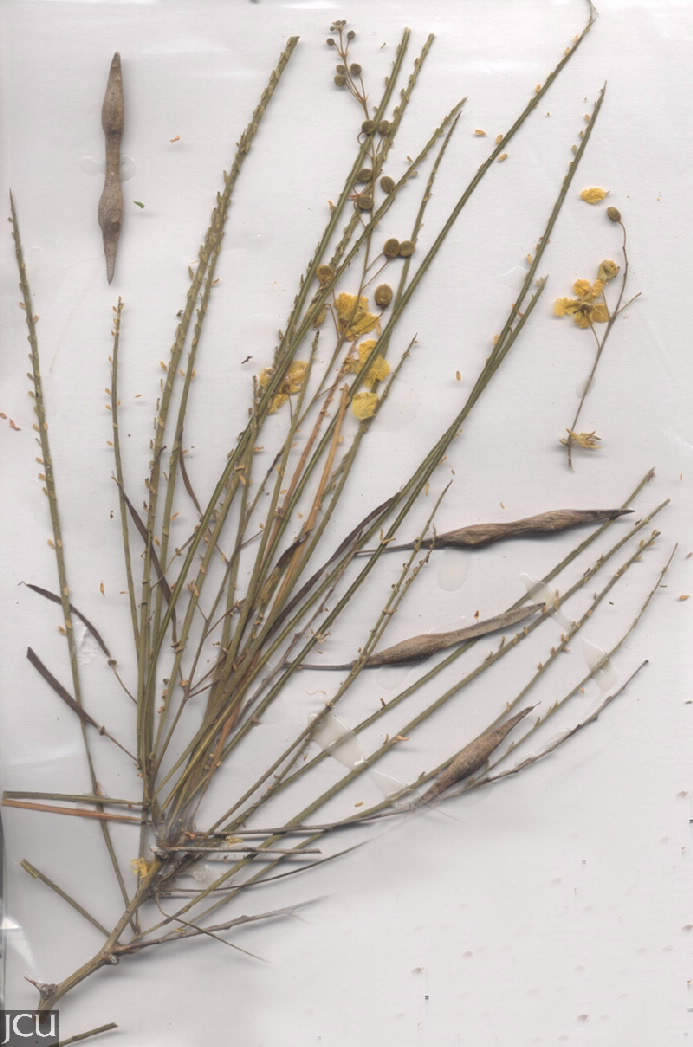 Parkinsonia aculeata