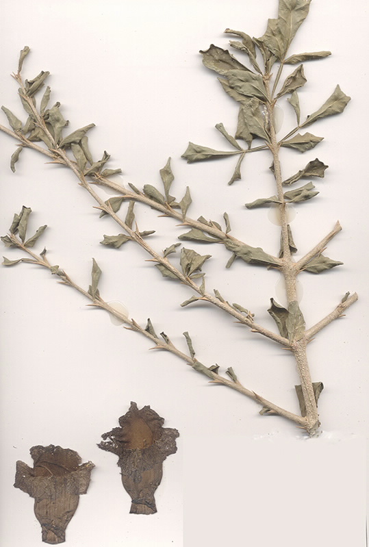 Scan of Parmentiera