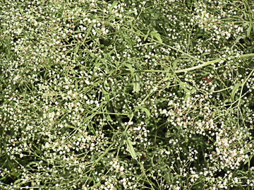 Image of Parthenium hysterophorus