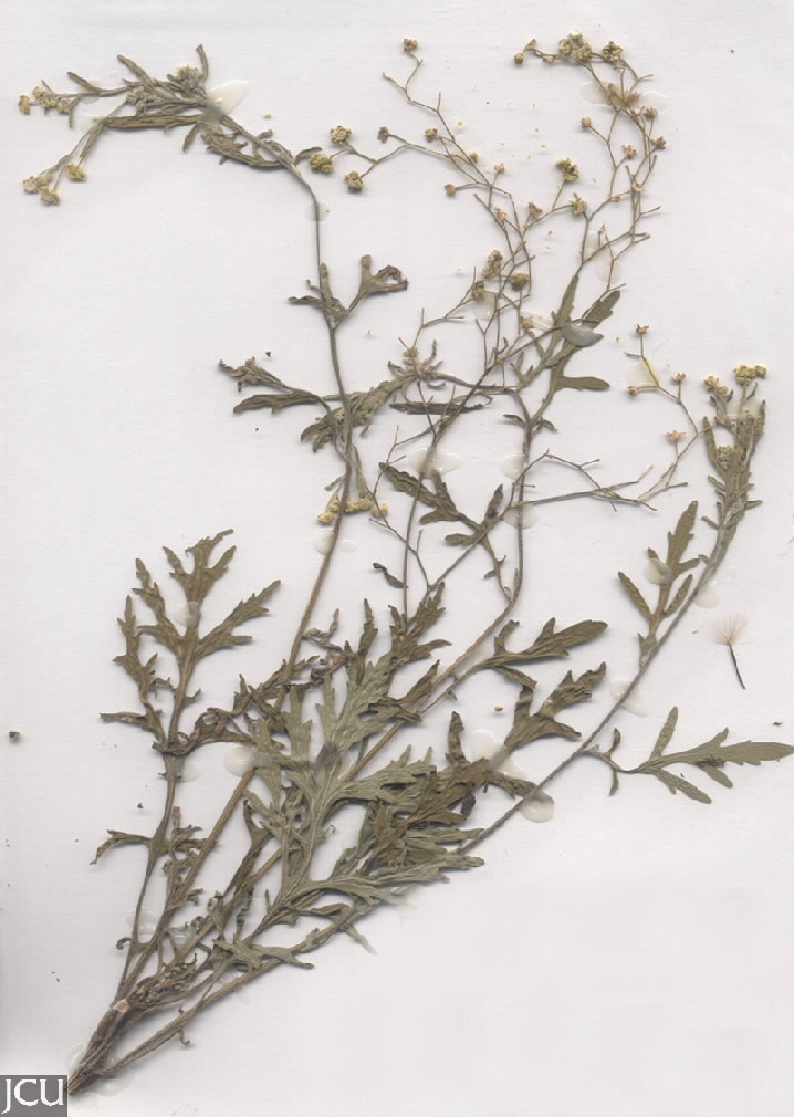 Parthenium hysterophorus