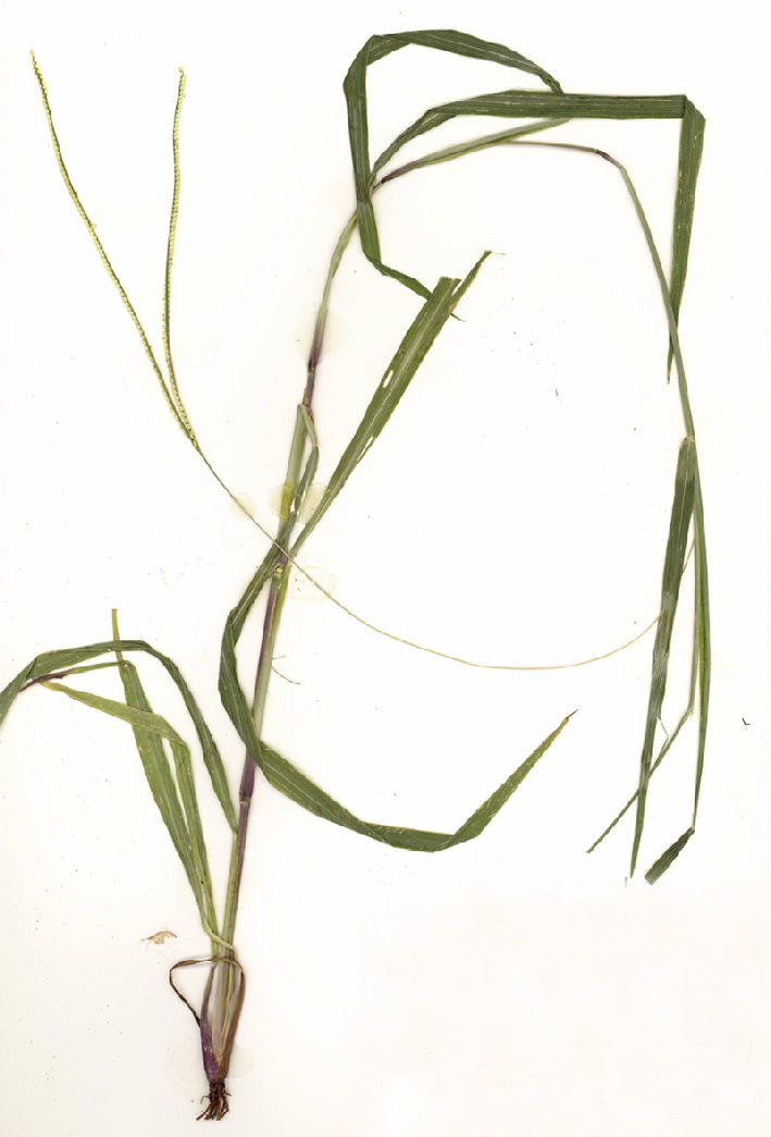 Paspalum conjugatum
