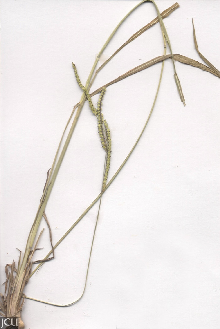 Paspalum dilatatum
