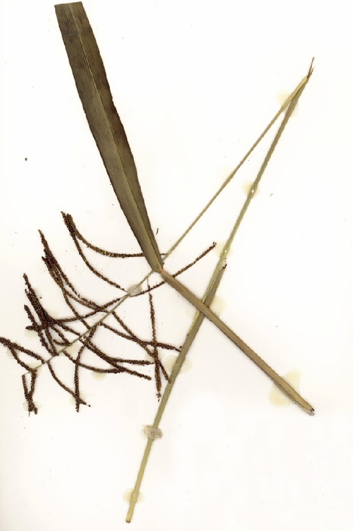 Paspalum paniculatum