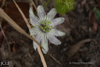Passiflora foetida