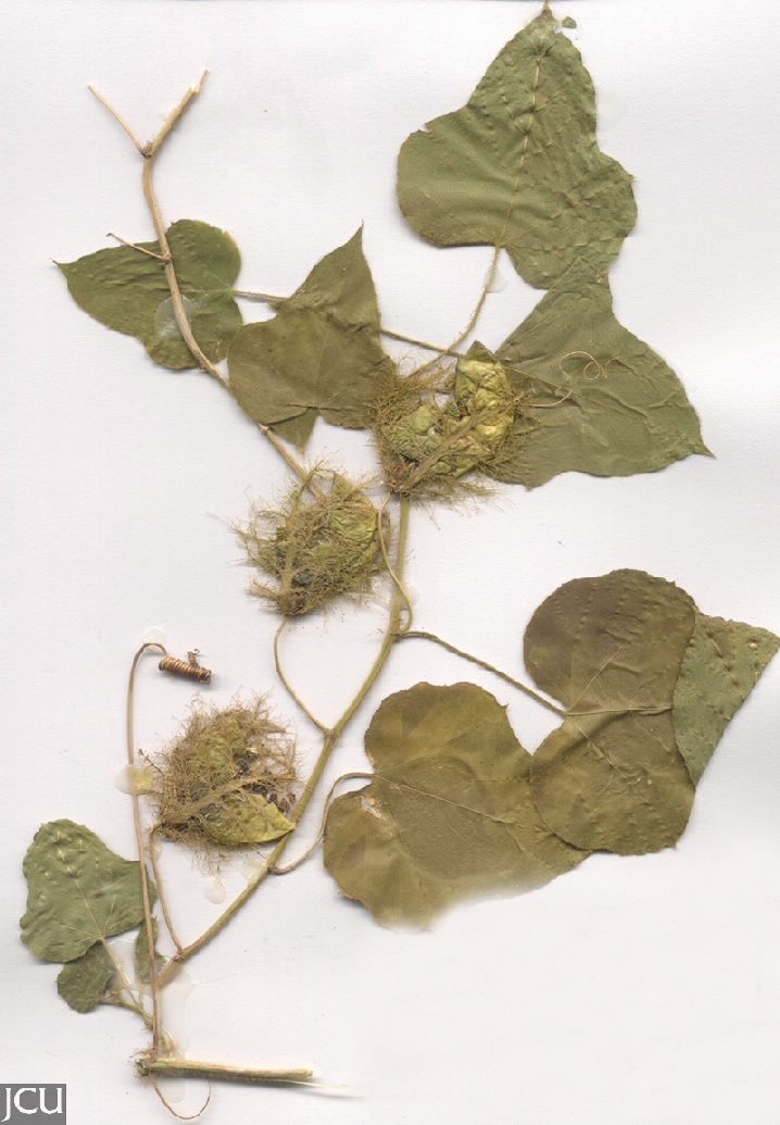 Passiflora foetida
