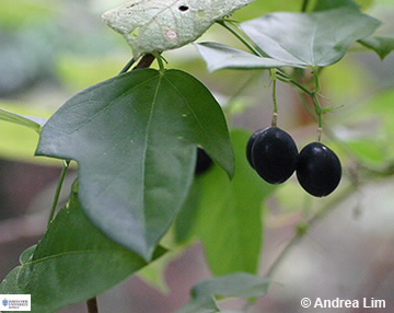 Iamge of Passiflora suberosa