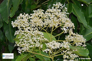 Image of Flindersia ifflaiana flowers and leaves