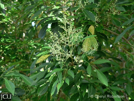 Fraxinus griffithii