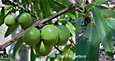 Garcinia dulcis
