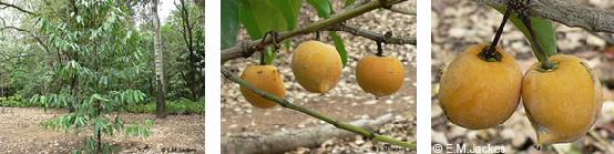 Images of Garcinia