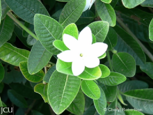 Gardenia sp.