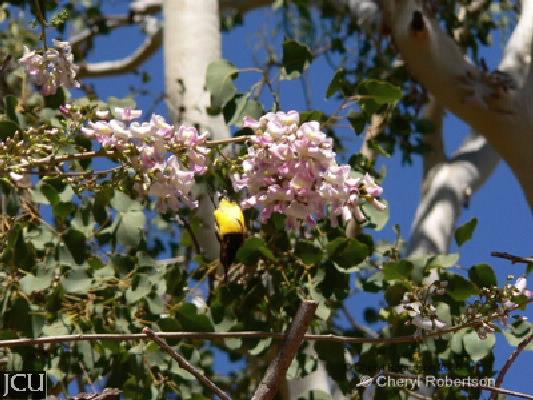 Gliricidia sepium 
