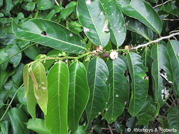 Image of Glochidium harveyanum