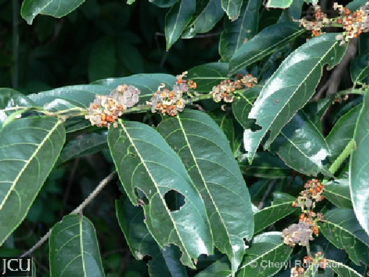 Glochidion sumatranum