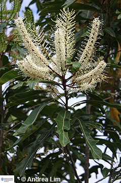 Iamge of Grevillea baileyana
