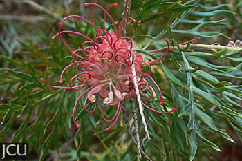 Grevillea Robyn Gordon