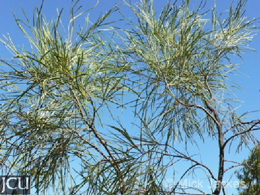 Grevillea parallela 