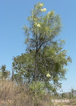 whole tree