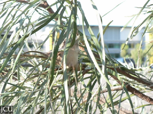 Grevillea striata