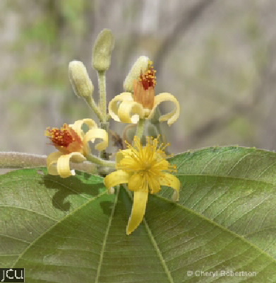 Grewia asiatica 