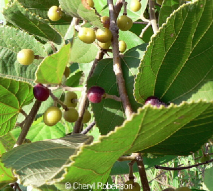 grewia fruits