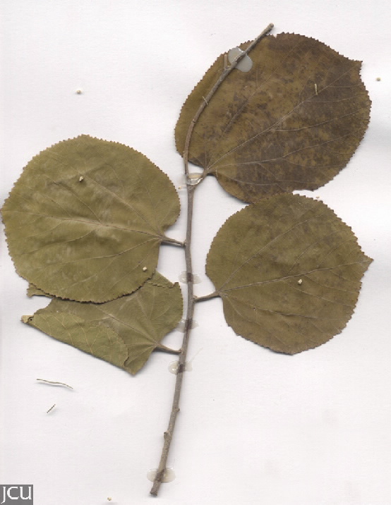 Grewia asiatica 