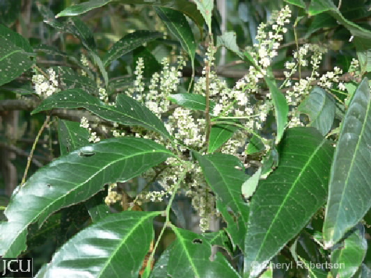 Guioa acutifolia