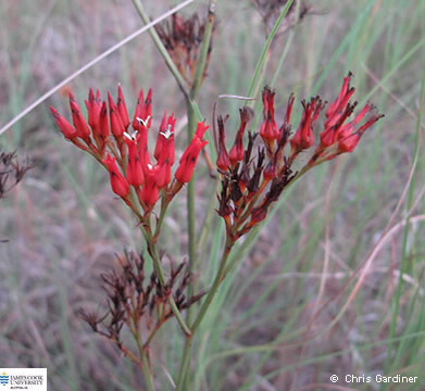 Image of Haemodorum coccineum