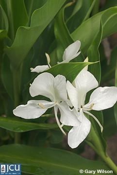 Image of Hedychium coronarium