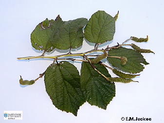 Image of Helicteres isora