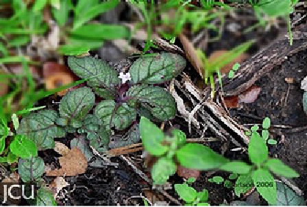Image of Brunoniella australis