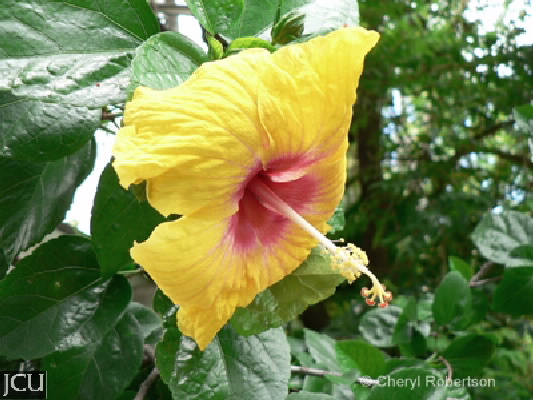 Hibiscus rosa-sinensis