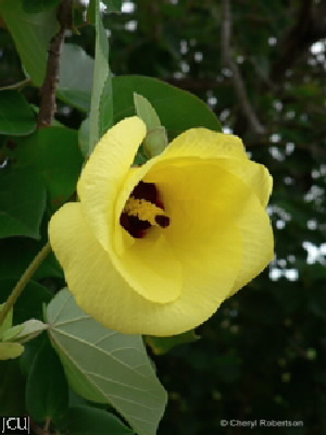 Hibiscus tiliaceus