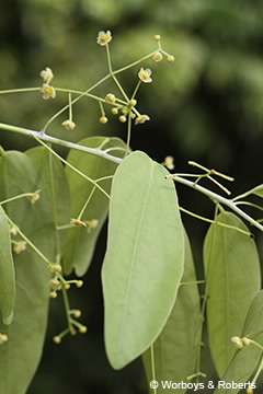 Image of Hypserpa
